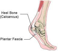 Plantar Fascia